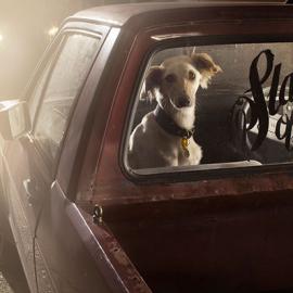 沉默中的狗狗们