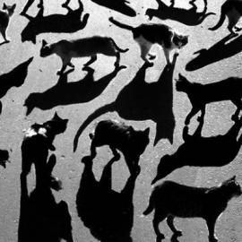 Alexey Bednij-剪影