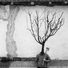 植物人 by Marko Prelic