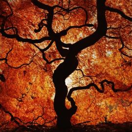 Owen Luther摄影作品