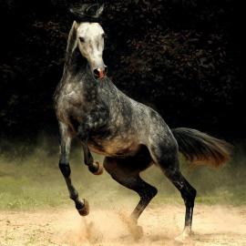 Wojtek Kwiatkowski骏马摄影
