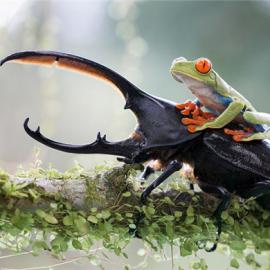 2014年索尼影赛入围作品展 树蛙“骑”甲虫