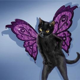 搔首弄姿“性感”迷人猫咪