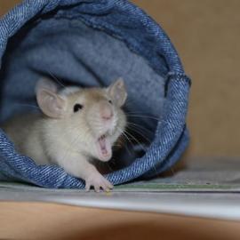 动物打哈欠可爱卖萌照