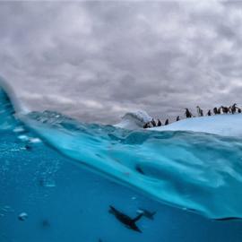 美摄影师冰冷海水中拍摄企鹅跳水