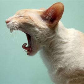 国际猫主题摄影比赛猫咪各秀风采