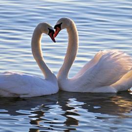 动物接吻的瞬间