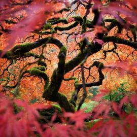 40美丽的自然摄影案例欣赏