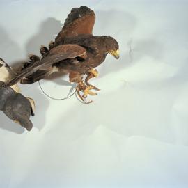 Yola Monakhov 动物与自然