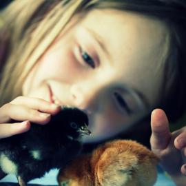 萌鸡帽子秀 Chicks in hats