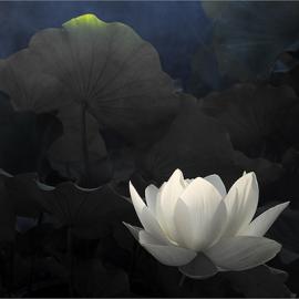 另一种意蕴，另一种唯美――Bahman Farzad镜头中的荷花