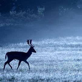 英国摄影师 Mark Bridger《鹿》