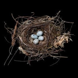 创意温馨的鸟巢