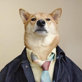 3岁英俊柴犬当家 网上卖萌教你打扮