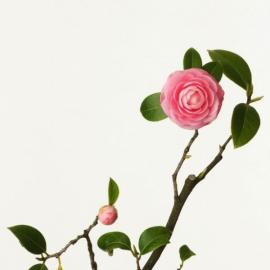 Takashi Tomo-oka花卉摄影