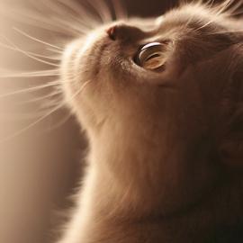 45度角仰望天空的猫