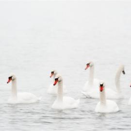 梦幻天鹅湖摄影作品欣赏