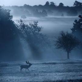 捕捉鹿影