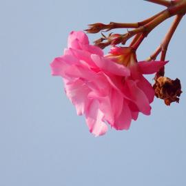 漂亮的夹竹桃摄影