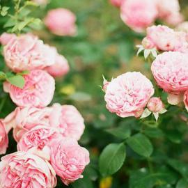 Stefania Jane 摄影作品欣赏