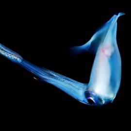 美妙的深海发光生物 By 摄影师 Joshua Lambus