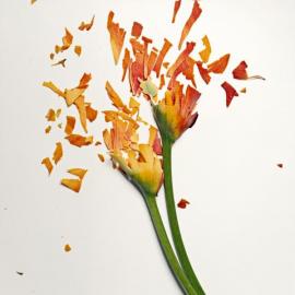 Jon Shireman 破碎的花