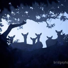 Mark Bridger的野生动物摄影作品：鹿