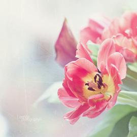 Helaine 花的摄影