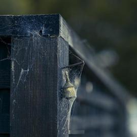 Rachel Bellinsky 街角的黑猫