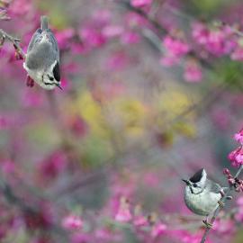 John&Fish 飞鸟与花