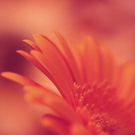 Shabnam 的安静生活