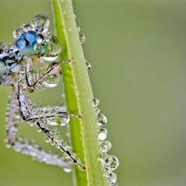 David Chambon微距摄影：裹满露水的昆虫