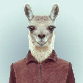 当动物们都穿上了衣服 By 摄影师Yago Partal