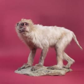 “Wild Pop” 动物系列摄影作品 By 法国摄影师 Guillaume Dutreix