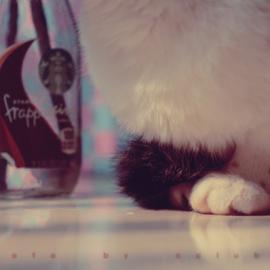 cclub99 猫咪与日光