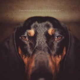 趣味宠物摄影作品 By 摄影师Serenah