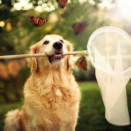 一组可爱的冠军金毛猎犬精彩写真