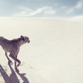 自于开普敦的摄影师Alexa Singer