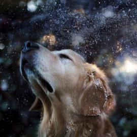 目前最受欢迎的狗狗Champ By 摄影师Candice Sedighan