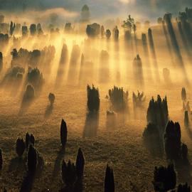 Norbert Rosing摄影作品