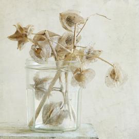 Fiona Sami 花的姿态