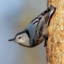 Philip Dunn 鸟类主题摄影欣赏