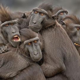 2013索尼世界摄影奖绝美震撼