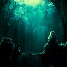 Kokoszkaa摄影作品