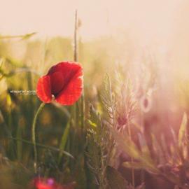 Christopher Wesser 摄影作品