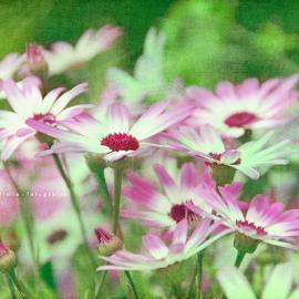 Mariló Bou 四月天。花满枝桠