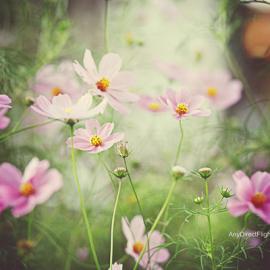 Valerie Lear 生活的甜点