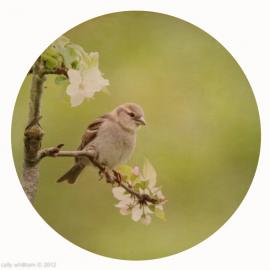 cally whitham 细小的生灵