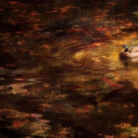 Cally Whitham摄影作品