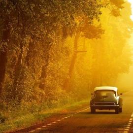 Nelleke Pieters森林摄影